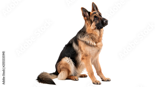 German shepherd dog sitting calmly isolated on a white background pet portrait