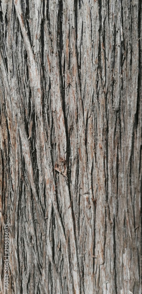 Fototapeta premium a bark texture