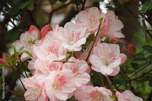 植物　花　夕方　風景　光 Azaleas blooming in the park in the evening	