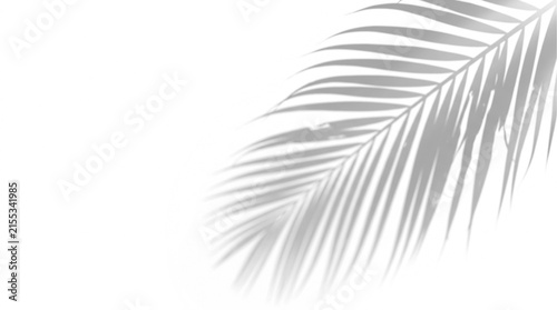 Minimalist palm leaf shadow on white background, tropical plant silhouette overlay, soft grey botanical shadow for product mockup