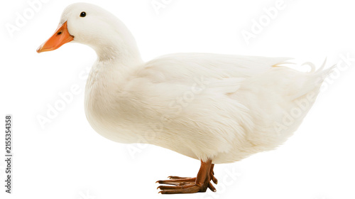 Fotografie White domestic duck with orange beak and webbed feet, isolated on transparent ba