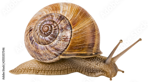 Fotografie Detailed garden snail with textured brown spiral shell, isolated on transparent