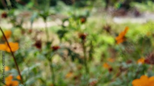 A close up view of the green leaves and colorful flowers in a garden.