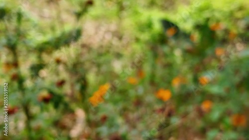 A CloseUp View of Orange Flowers and Greenery in a Garden.
