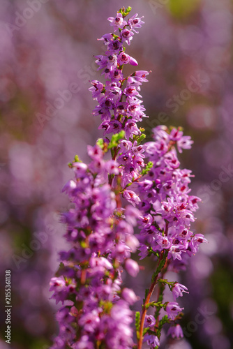 Bild auf Leinwand Common heather with vivid purple flowers blooming in warm late summer light
