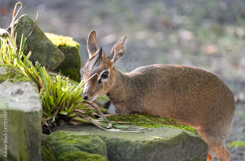 Cuadro en lienzo Portrait of a Kirk's dik-dik