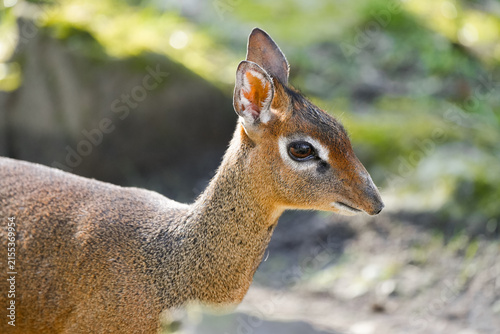 Cuadro en lienzo Portrait of a Kirk's dik-dik