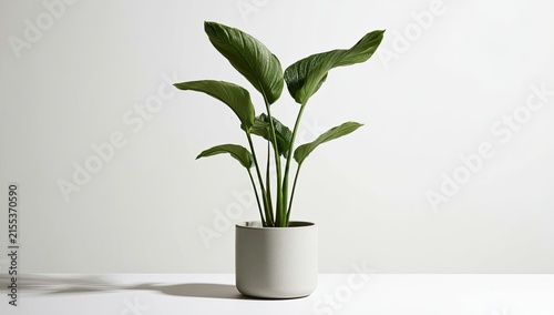 A Lush Green Bird of Paradise Plant in a Modern Concrete Pot.