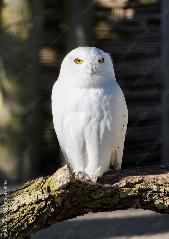Obraz premium Portrait of a snowy owl. Close-up of the bird. Bubo scandiacus. 