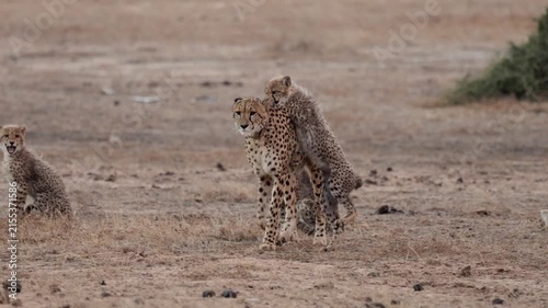 Cheetah mother leading her four cubs