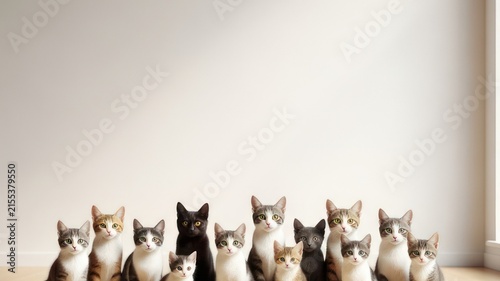 Diverse Group of Cats and Kittens in a Row