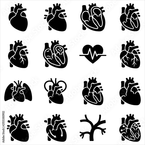 Human heart anatomy and cardiovascular system icon set with cardiovascular circulatory cardiology medicine structure physiological internal vascular ventricle scientific educational