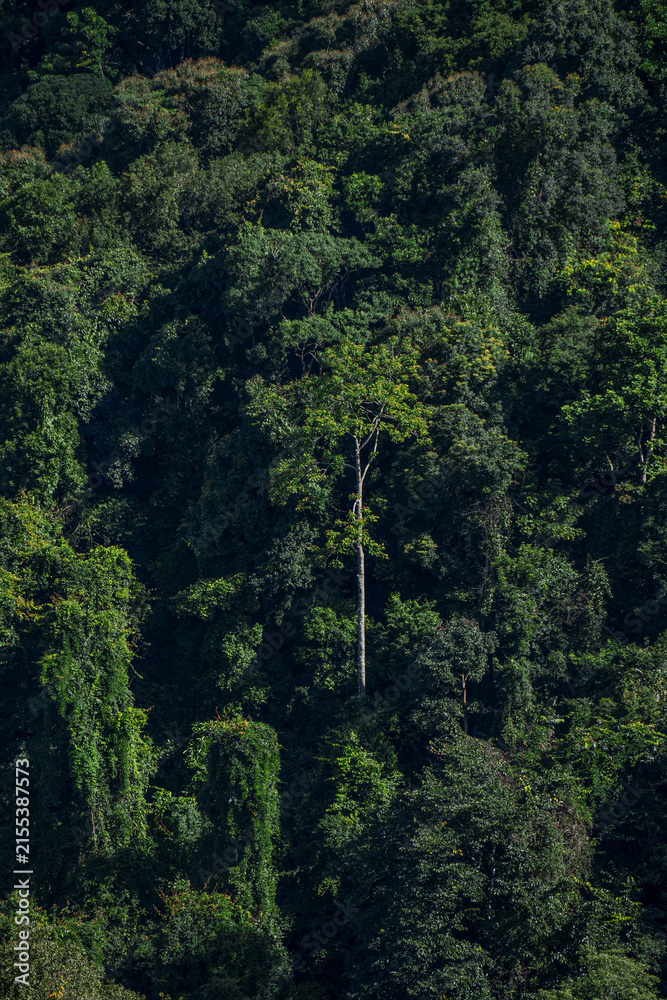Fototapeta premium A tall tree stands out in dense forest canopy