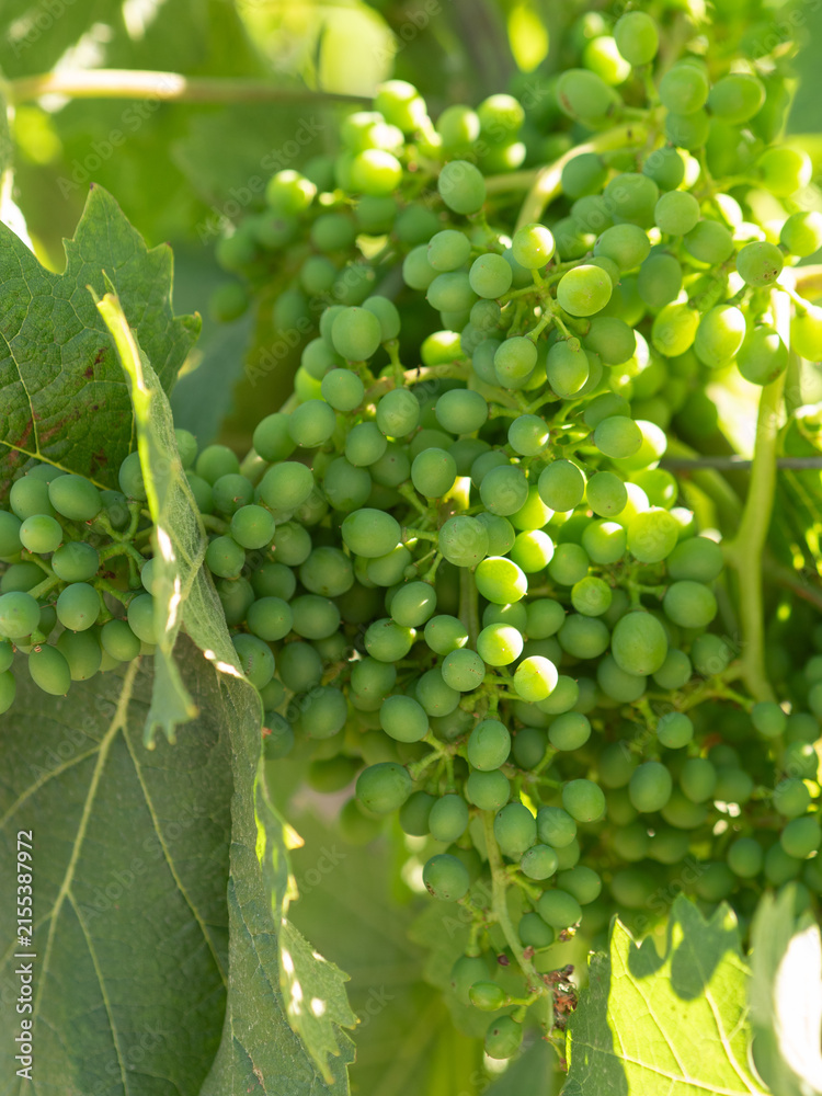 Obraz premium Unripe green grapes growing on a vine in the sun