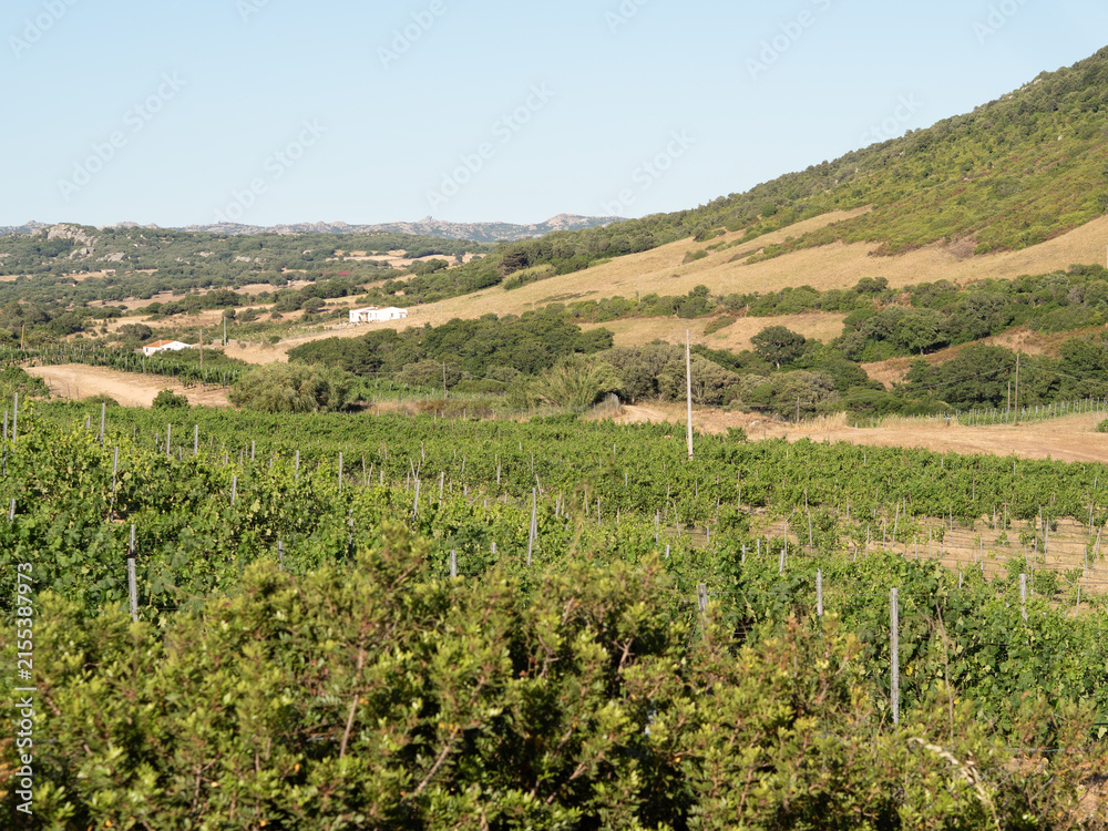 Obraz premium Rural vineyard landscape with rolling green hills