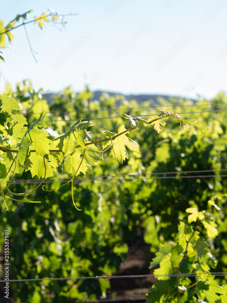 Obraz premium Sunlit green grapevine leaves on the vine