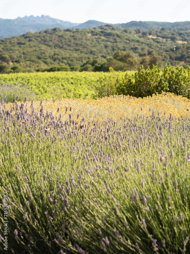 Obraz premium Beautiful lavender field blooming in the countryside