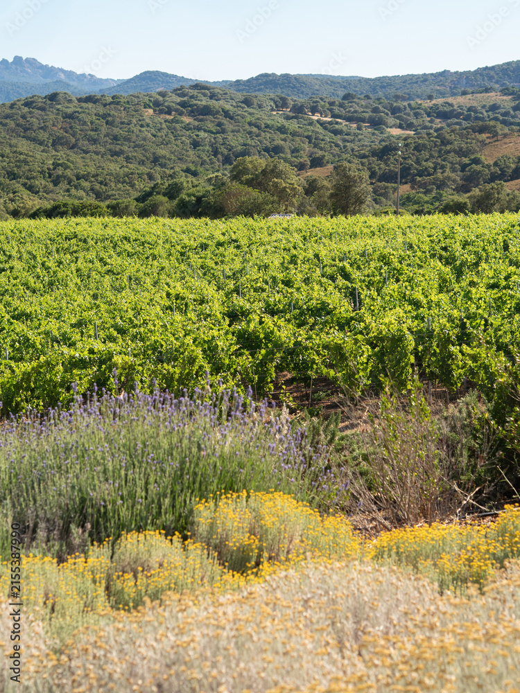 Obraz premium Lush green vineyard with wildflowers and hills