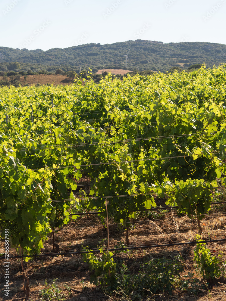 Obraz premium Sunlit grape leaves on vines in a vineyard