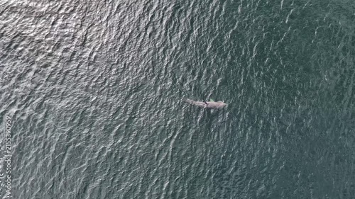 Aerial view of basking sharks in Donegal Bay - Ireland