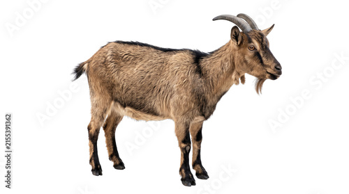 Brown Domestic Goat Standing Side View PNG Isolated on a transparent background