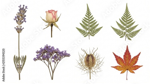 Collection of Dried Flowers and Botanical Leaves