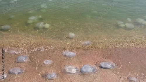 dead jellyfish in surf on beach, slow motion

