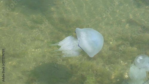 jellyfish swims in sea close-up, slow motion
