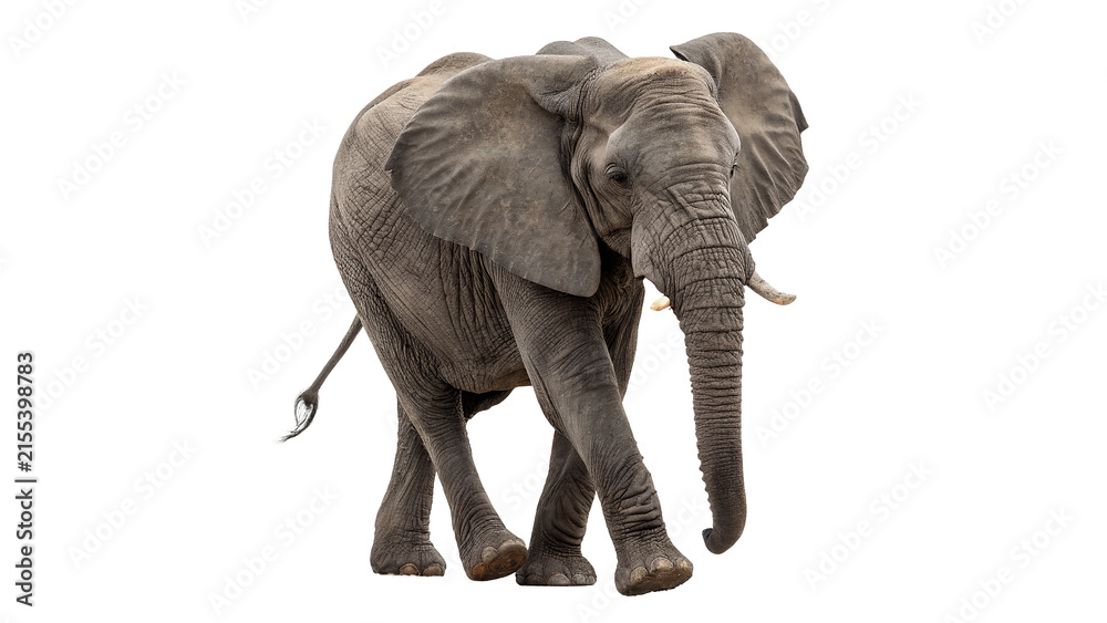 Fototapeta premium Large wild African elephant walking forward for safari nature wildlife concept isolated on transparent background