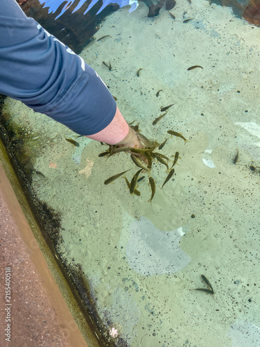 Doctor Fish Nibbling on a person's hand in Spa Pool.