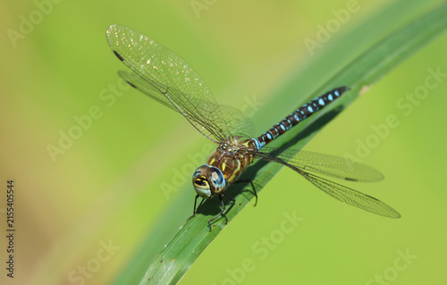 A male Migrant Hawker Dragonfly, Aeshna mixta, perching on a reed at the edge of a pond.