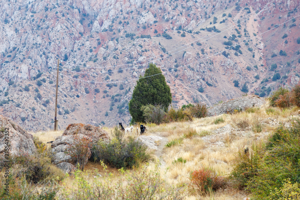 Fototapeta premium Scenic view of dry mountain slope with juniper trees and dogs in Fann Mountains