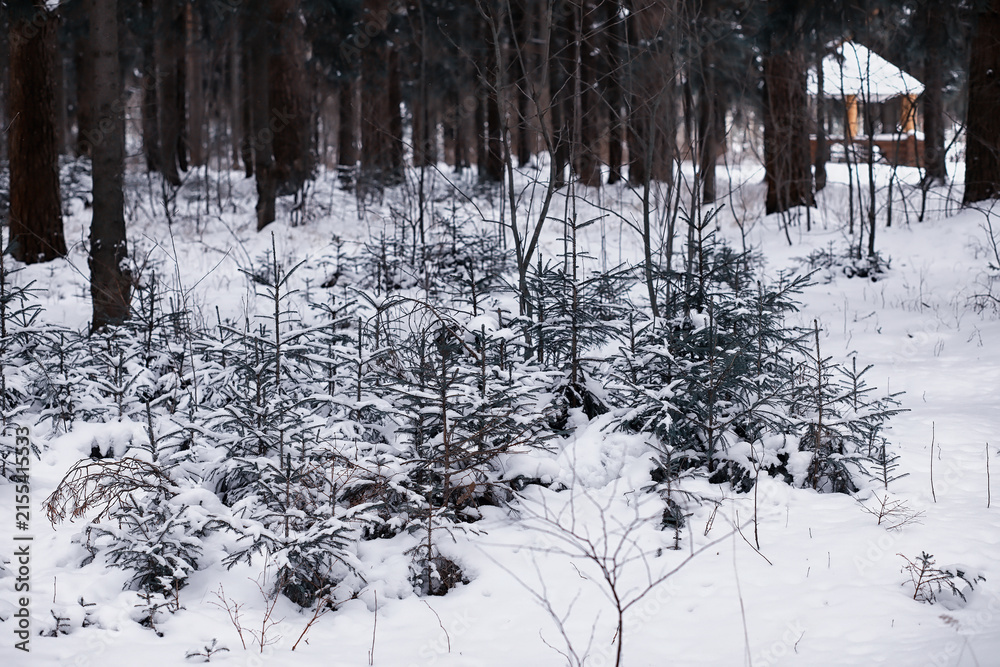 Obraz premium Winter forest. Landscape of the park in winter. Snow-covered trees at the edge.