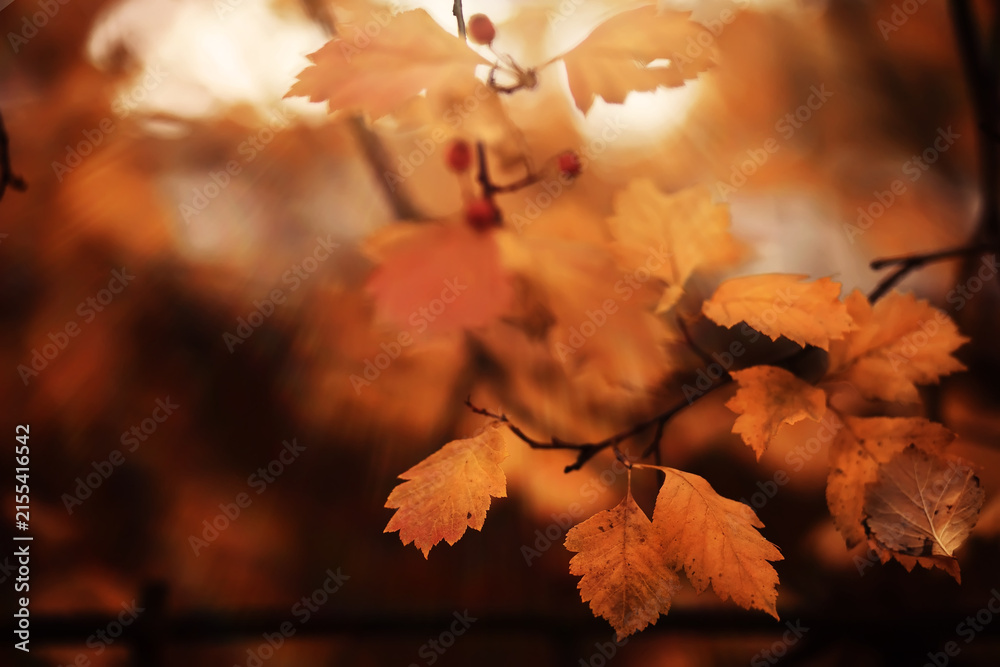 Obraz premium Lively closeup of falling autumn leaves with vibrant backlight from the setting sun