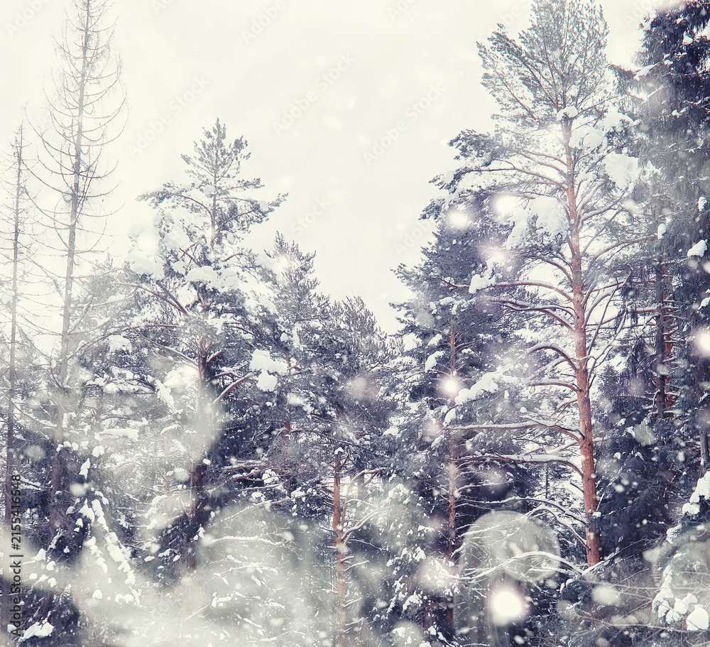 Naklejka premium Winter forest landscape. Tall trees under snow cover. January frosty day in the park.
