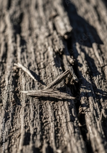 Close-up of weathered tree bark with small wood fragments, showcasing natural textures and patterns in sunlight.