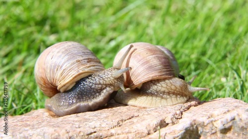 Two brown garden snails crawl together across a rough rock surrounded by green grass, gradually moving side by side and forward steadily in bright natural daylight outdoors.