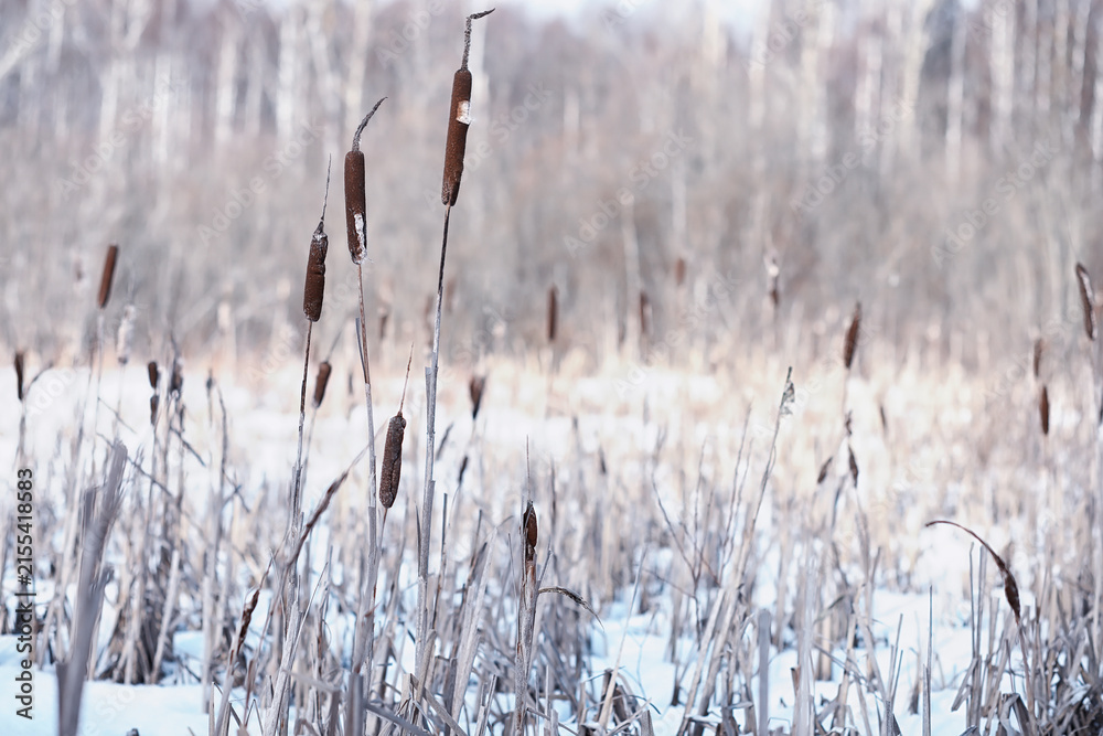 Obraz premium Winter forest. Landscape of the park in winter. Snow-covered trees at the edge.
