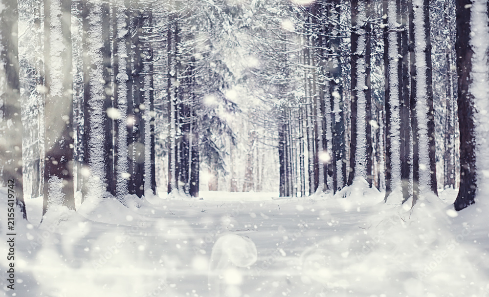 Naklejka premium Winter forest landscape. Tall trees under snow cover. January frosty day in the park.