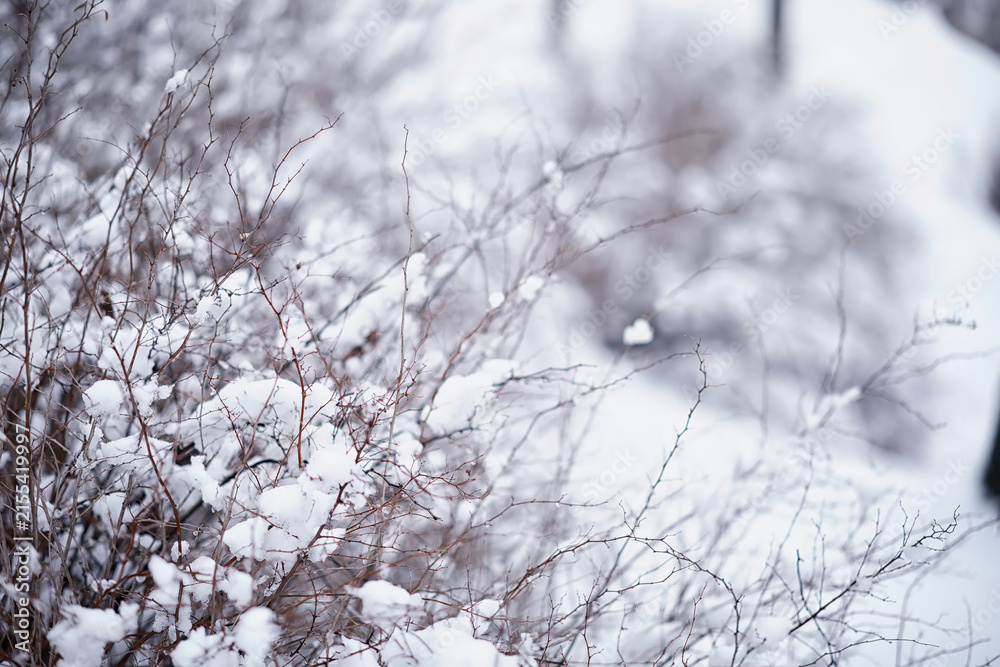 Fototapeta premium Winter forest landscape. Tall trees under snow cover. January frosty day in the park.