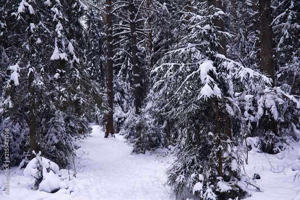 Naklejka premium The forest is covered with snow. Frost and snowfall in the park. Winter snowy frosty landscape.