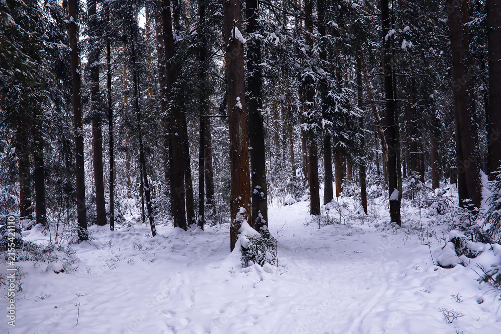 Fototapeta premium The forest is covered with snow. Frost and snowfall in the park. Winter snowy frosty landscape.