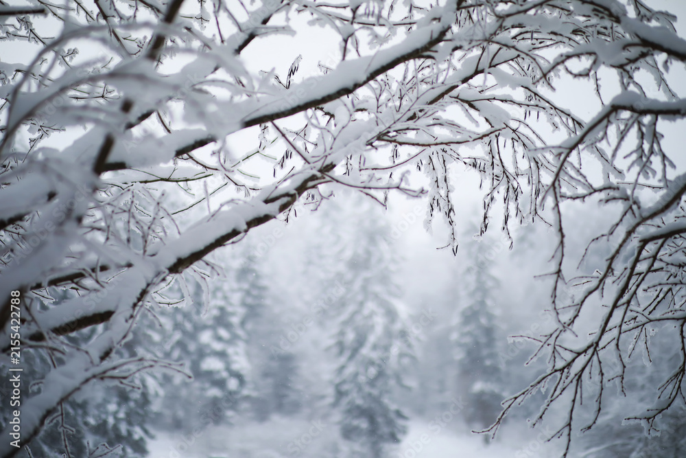 Fototapeta premium Winter snowy frosty landscape. The forest is covered with snow. Frost and fog in the park.