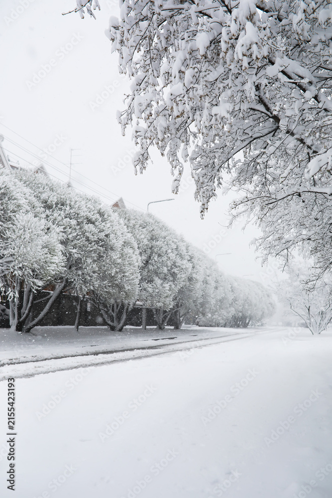 Obraz premium Scenic Snowy Street Lined with Frost-Covered Trees During Winter Storm