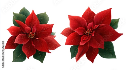 Vibrant red poinsettia flowers with green leaves isolated on white