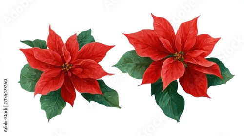Watercolor red poinsettia flowers with green leaves isolated white background