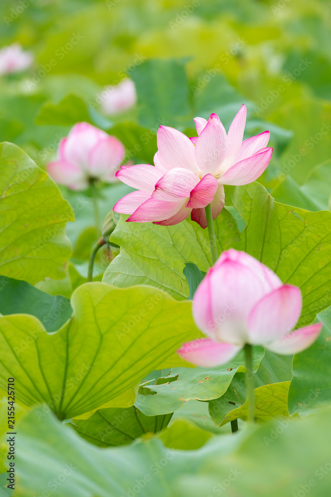 水辺の花 画 水辺の花」の写真素材 | 28,693件の無料イラスト画像 | Adobe Stock