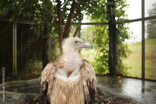 Fotografie eagle in the zoo