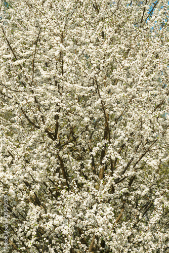 White spring flowers on a blooming tree branch with small blossoms and vibrant blue sky. Nature background for seasonal design.