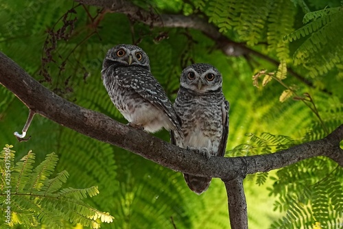 The spotted owl lives in the wild in the forests of Thailand.
